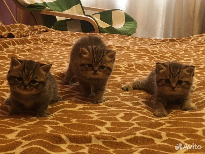 Британские котята