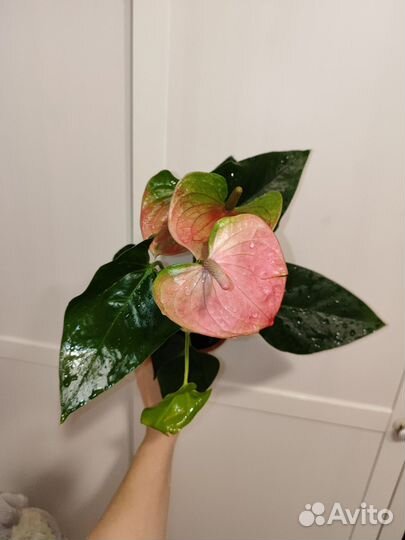 Антуриум розовый sweat dream