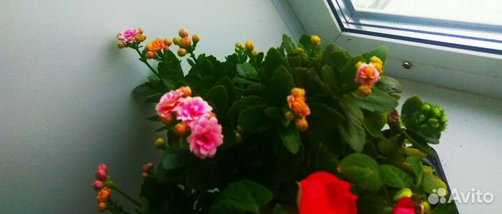 Кланхоэ разных цветов