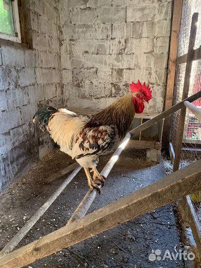 Куры петухи