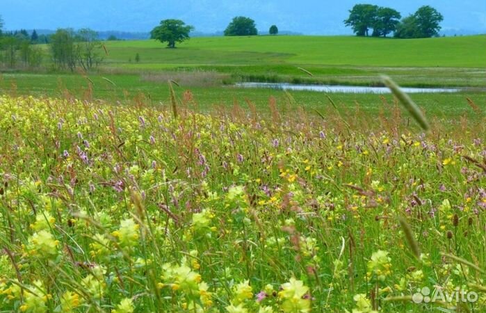 Мёд Алтайский опт