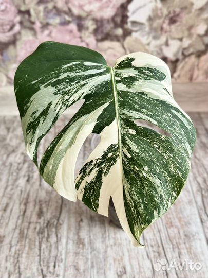 Монстера альба