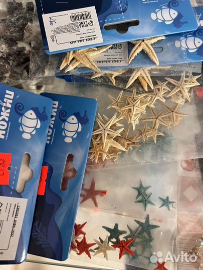 Морские Ракушки Раковины