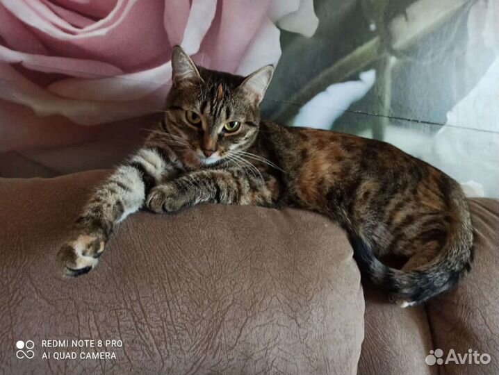 Передержка животных