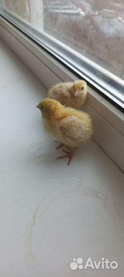 Перепелки суточные