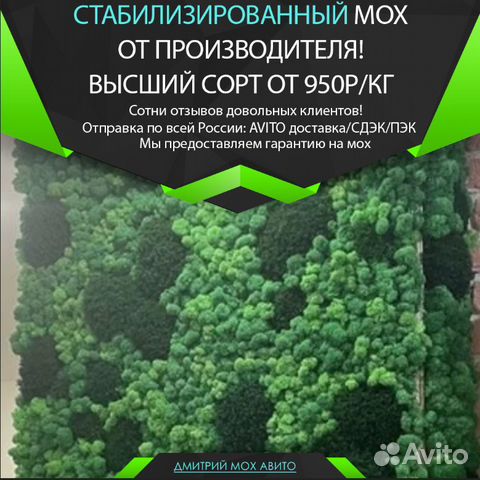 Стабилизированный мох ягель для декора стен