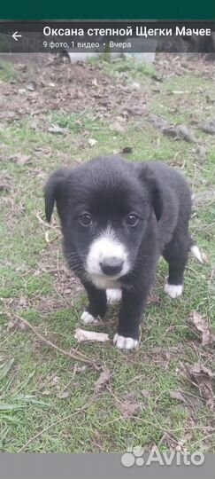 Щенок девочка в добрые руки