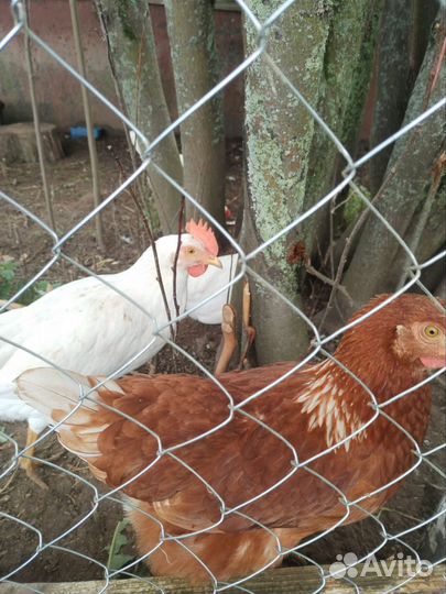 Куры несушки