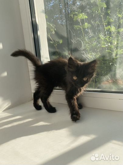 Кошка в дар бесплатно