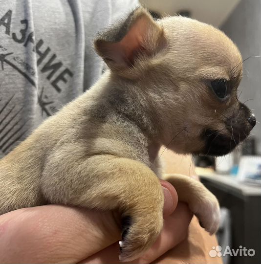 Щенки чихуахуа