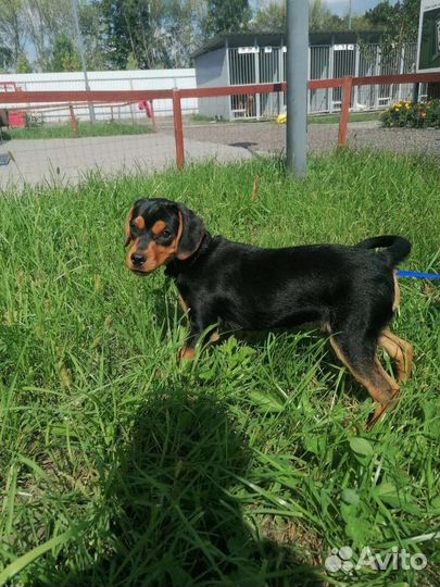 Маленькая собачка в добрые руки