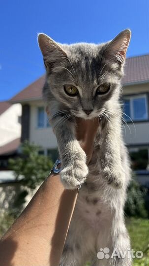 Котенок бесплатно девочка
