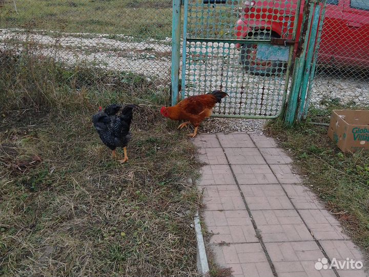 Молодые петухи по 3 кг, 12 штук