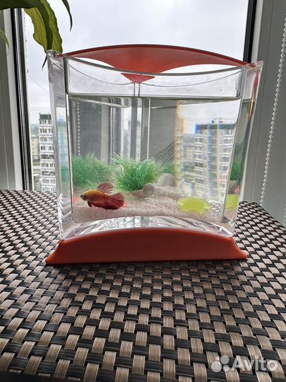 Аквариум с рыбками