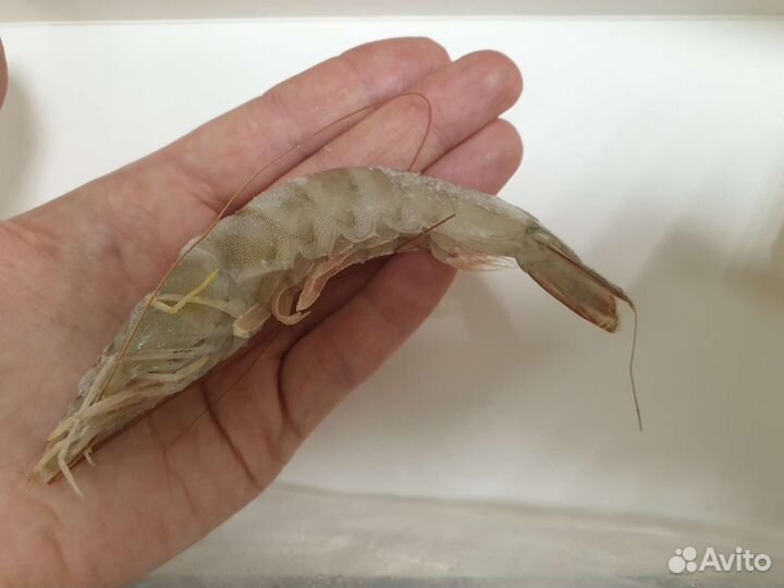 Креветка магаданская северная