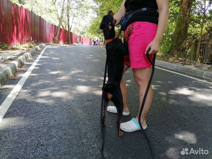 Немецкий пинчер щенки