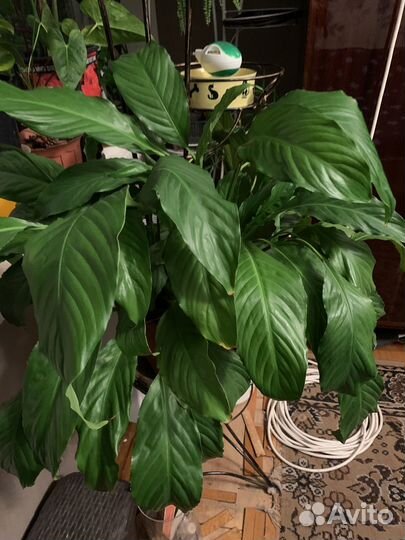 Спатифилус, лиана