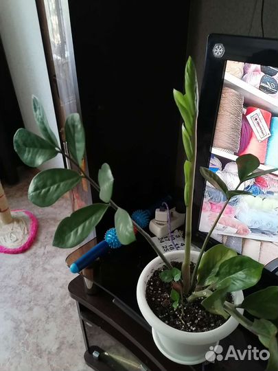 Зимиокулькас