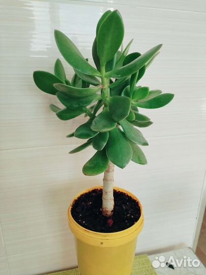 Толстянка Красула денежное дерево