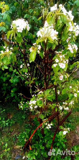 Яблоня Лимонка, Груша деревья