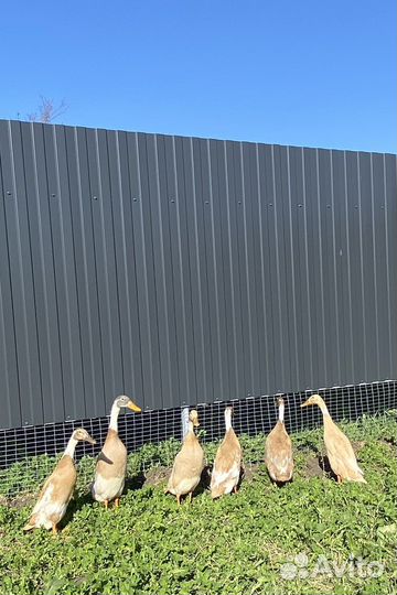 Ия утки индийский бегунок