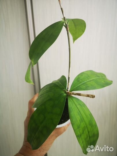 Драцена годсефа