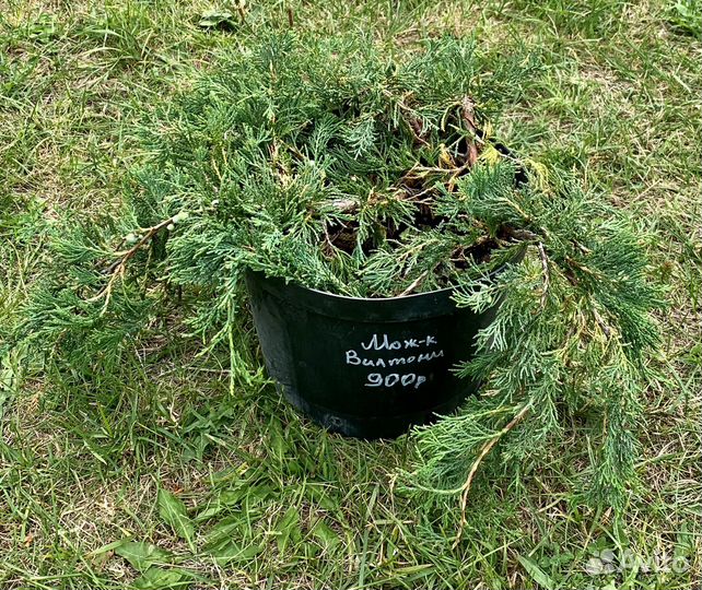 Можжевельник Вилтони