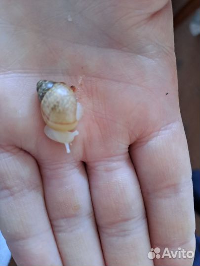 Улитки ахатины альбиносы бесплатно