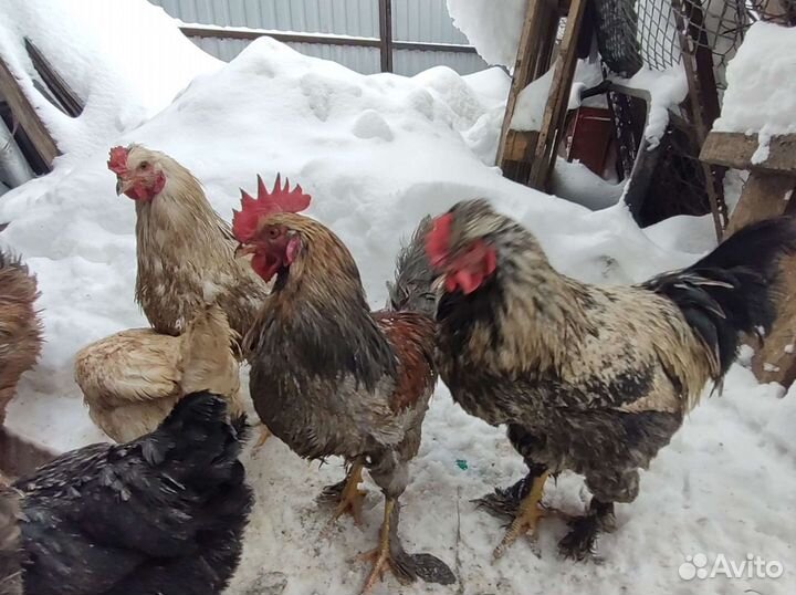 Петухи разноцветные молодые