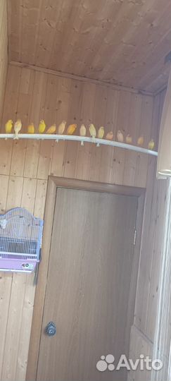 Канарейки певчие птицы