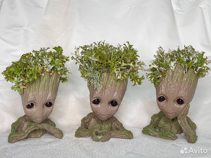 Грут с цетрарией, пармелией, кладонией