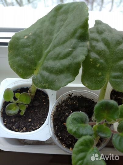 Фиалки детки