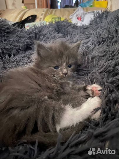 Котята Мейн-кун