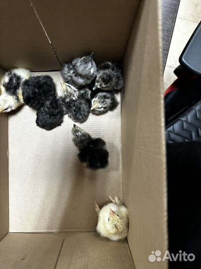 Милые цыплята