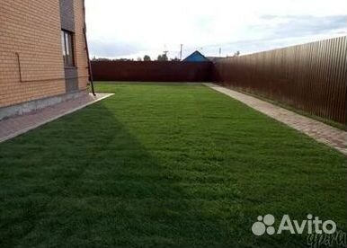 Продажа Рулонного газона