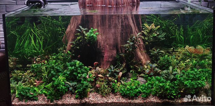 Буцефоландры набор