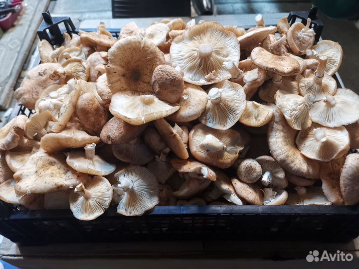 Грибы опята свежие