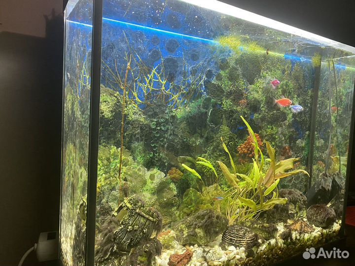 Аквариум