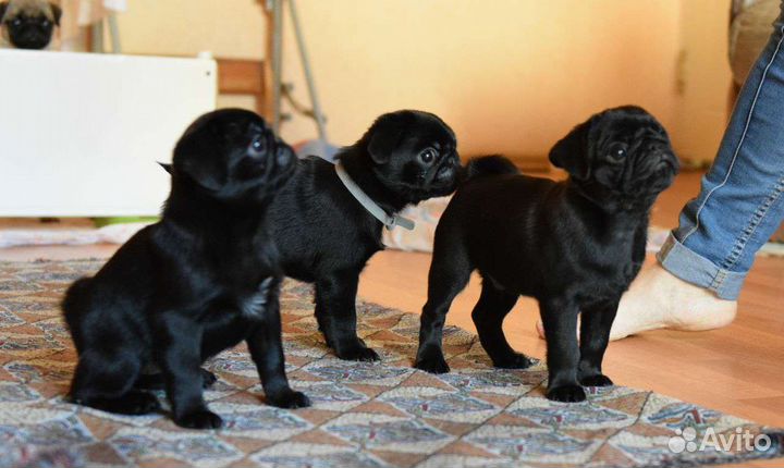 Мопсы щенки