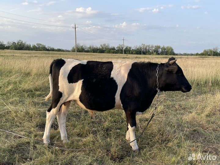 Домашние животные быки