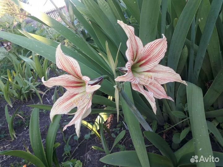 Гиппиаструм