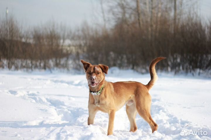 Собака в частный дом