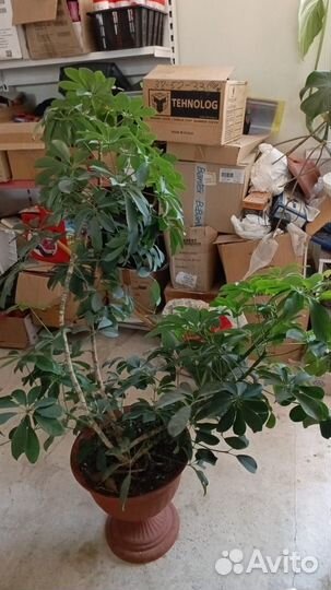 Гранатовое дерево