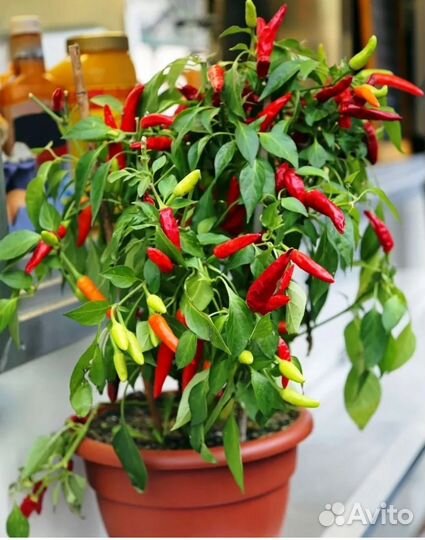 Перец комнатный острый