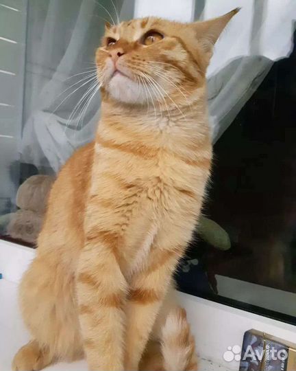 Кот ищет кошечку