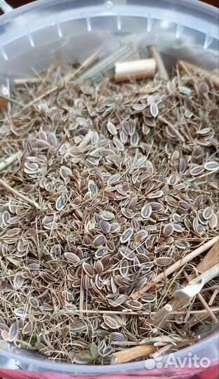 Семена укропа, Мальвы и рассада Календулы