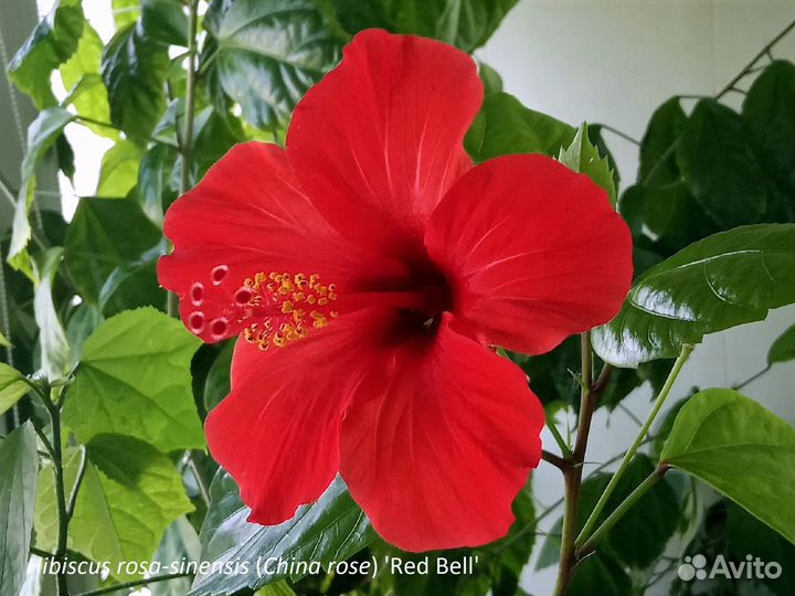 Гибискус китайский классические формы