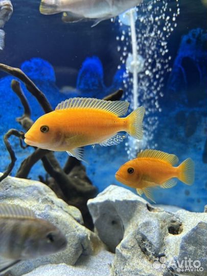 Мальки лабидохромис зебра ред и кимпума ред шведен