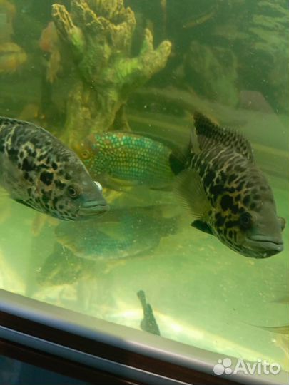 Аквариумные рыбы цихлиды