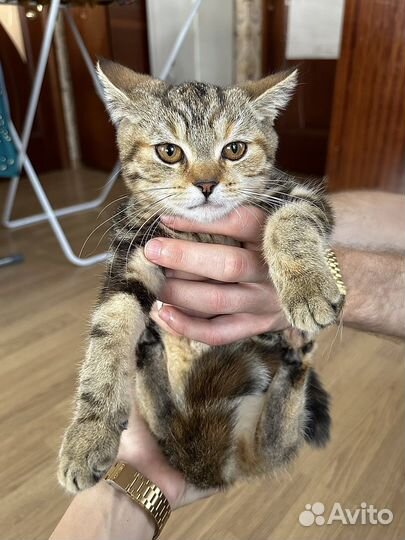 Кошка британка